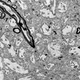 Image for article titled Brain Preservation Breakthrough Could Usher in a New Era in Cryonics